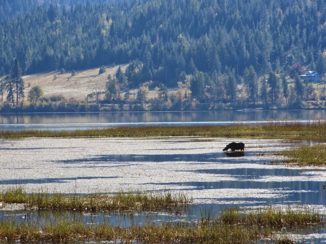 This Oct. 14, 2013 photo shows a moose cooling off in the Chain Lakes area along the Trail of the Coeur d'Alenes in Idaho. The trail is one of two dozen routes named to the Rails-to-Trails Conserv ...