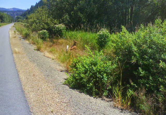 This July 24, 2011 photo shows a deer scampering through the brush next to the Trail of the Coeur d'Alenes in Idaho. The trail is one of two dozen pathways named to the Rails-to-Trails Conservancy ...
