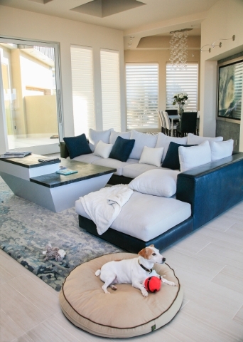 Brian Fettner‘s beloved Jack Russell Terrier, Maverick, enjoys the living room in the MacDonald Highlands custom home. ELKE COTE/REAL ESTATE MILLIONS