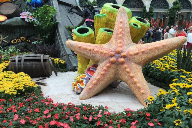 A star fish is shown on the opening night of the Bellagio Conservatory's "Under the Sea" summer display on Friday, May 20, 2016. (Caitlin Lilly/Las Vegas Review Journal)