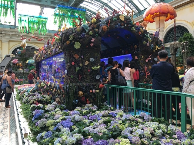 Guests line up to stroll through the Bellagio Conservatory's two 20-ft. aquariums built by the team on Animal Planet's "Tanked" on Friday, May 20, 2016. (Caitlin Lilly/Las Vegas Review-Journal)