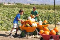 Smalley Elementary School students Brandon Bianchi, left, and Casen Bybee pile up pumpkins on a ...