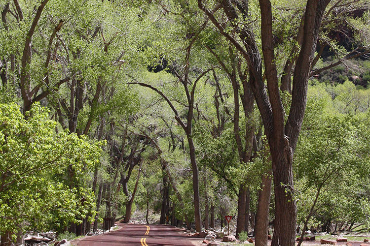 Zion Canyon Drive, in Zion National Park in early spring. (Deborah Wall/Courtesy)