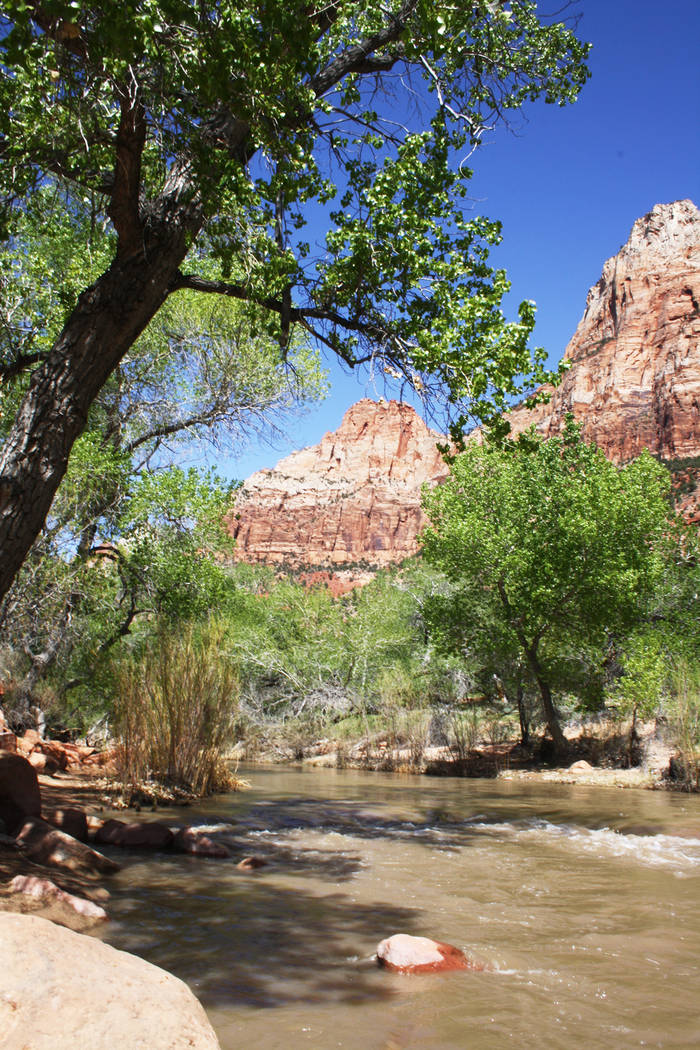 The Virgin River is flanked by deciduous trees, making a great habitat for local birds. (Deborah Wall/Courtesy)