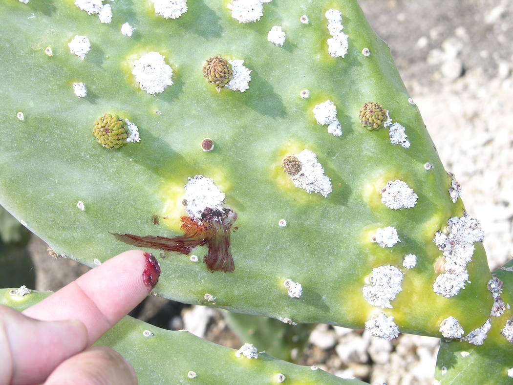 Bob Morris
The red cochineal scale insect causes this white, cotton-like substance on cacti.