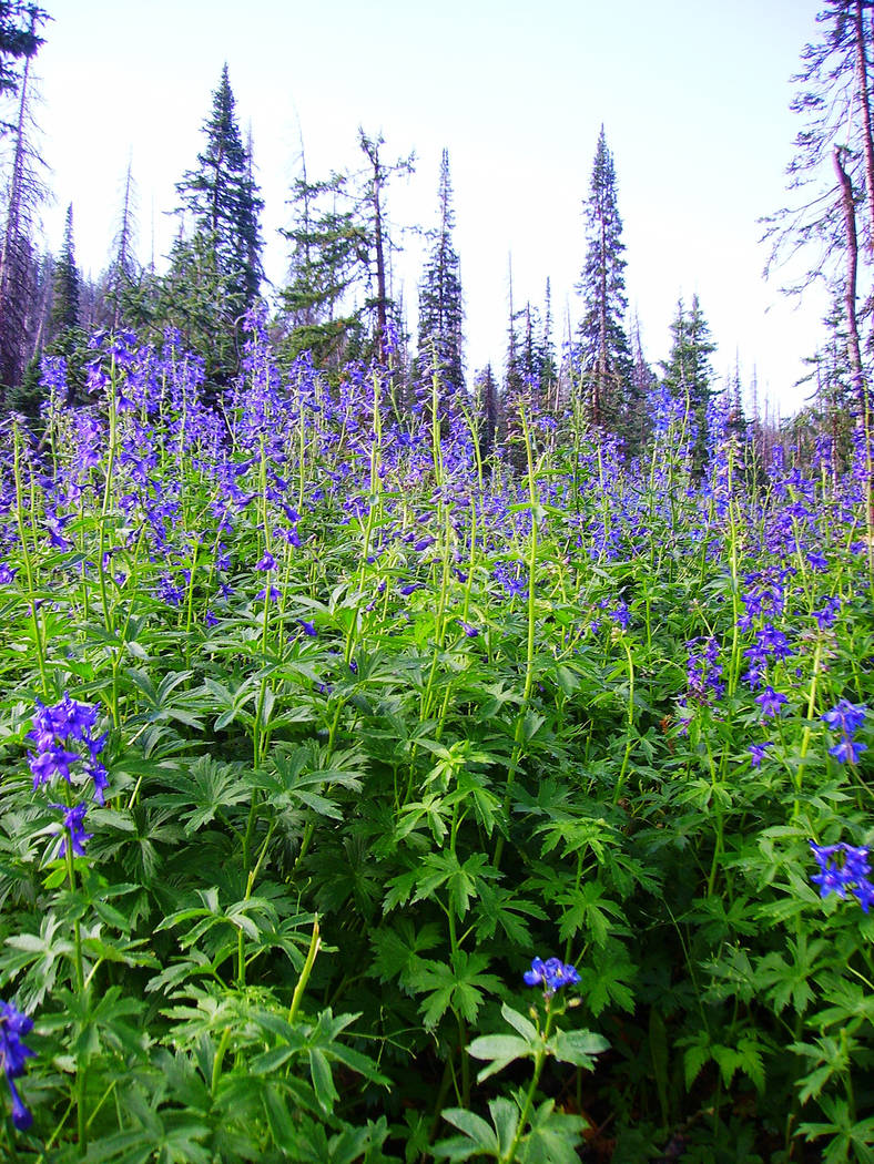 Lupine can be found blooming throughout the park in July. (Deborah Wall)