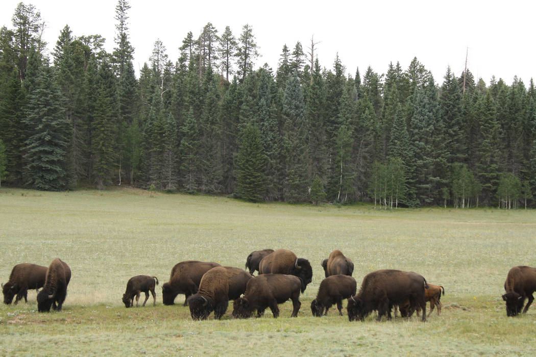 Bison can sometimes be found in the meadows just after entering the park’s main entrance. (Deborah Wall)