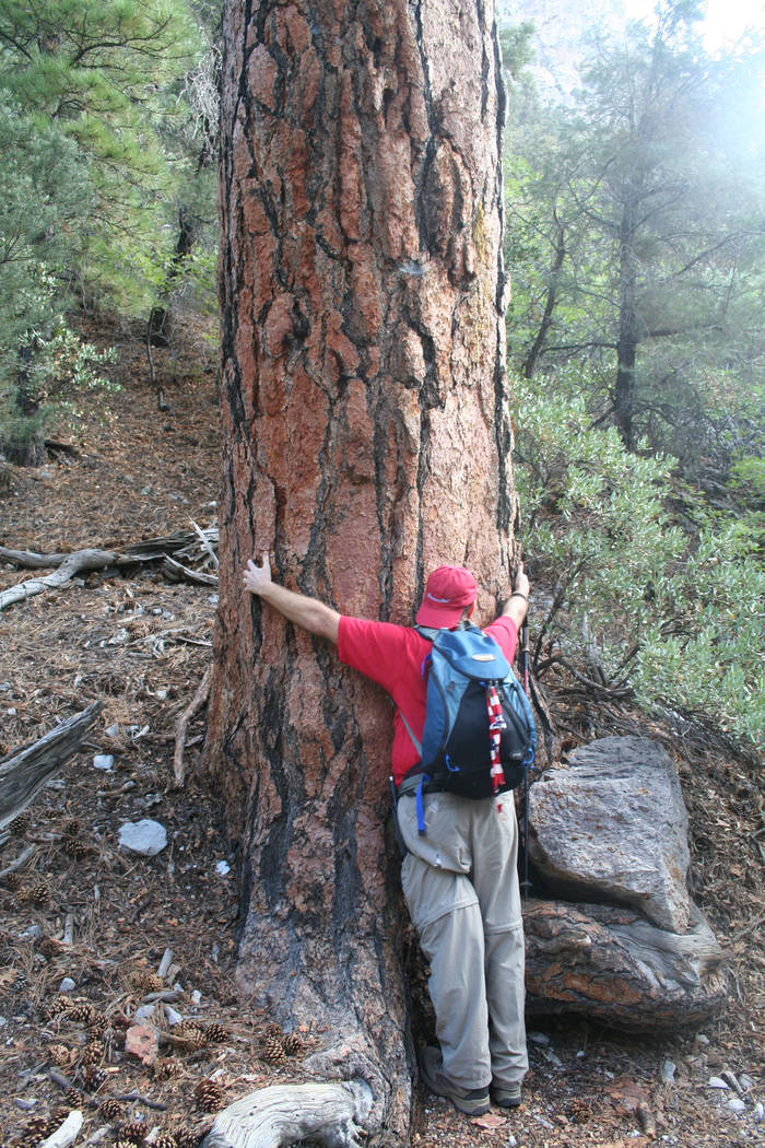 A six foot tall “tree hugger” of a large ponderosa pine along the Fletcher Canyon trail. (Deborah Wall)