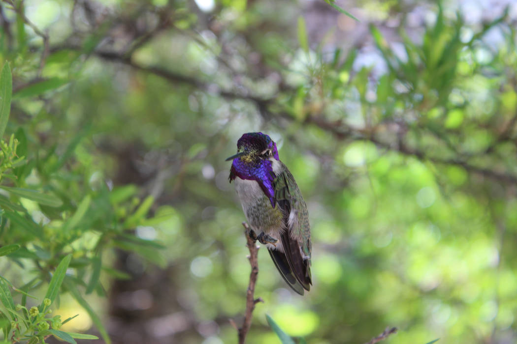 Arizona-Sonora Desert Museum is not only an arboretum but a world-class zoo. One popular place is the hummingbird aviary, where it’s possible to see eight species. (Deborah Wall)