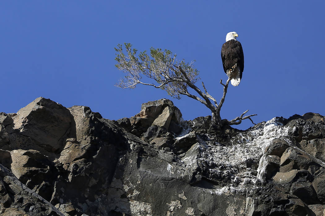 A bald eagle perches on a small tree in Lake Mead National Recreation Area, Wednesday, Jan. 17, 2018. Survey teams set out at dawn to survey the local bald eagle population as part of a national e ...