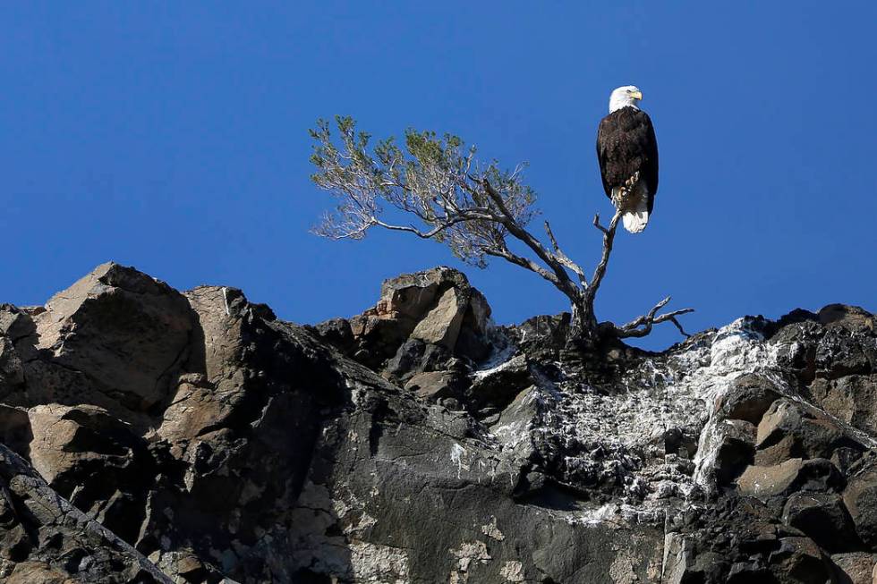 A bald eagle perches on a small tree in Lake Mead National Recreation Area, Wednesday, Jan. 17, ...