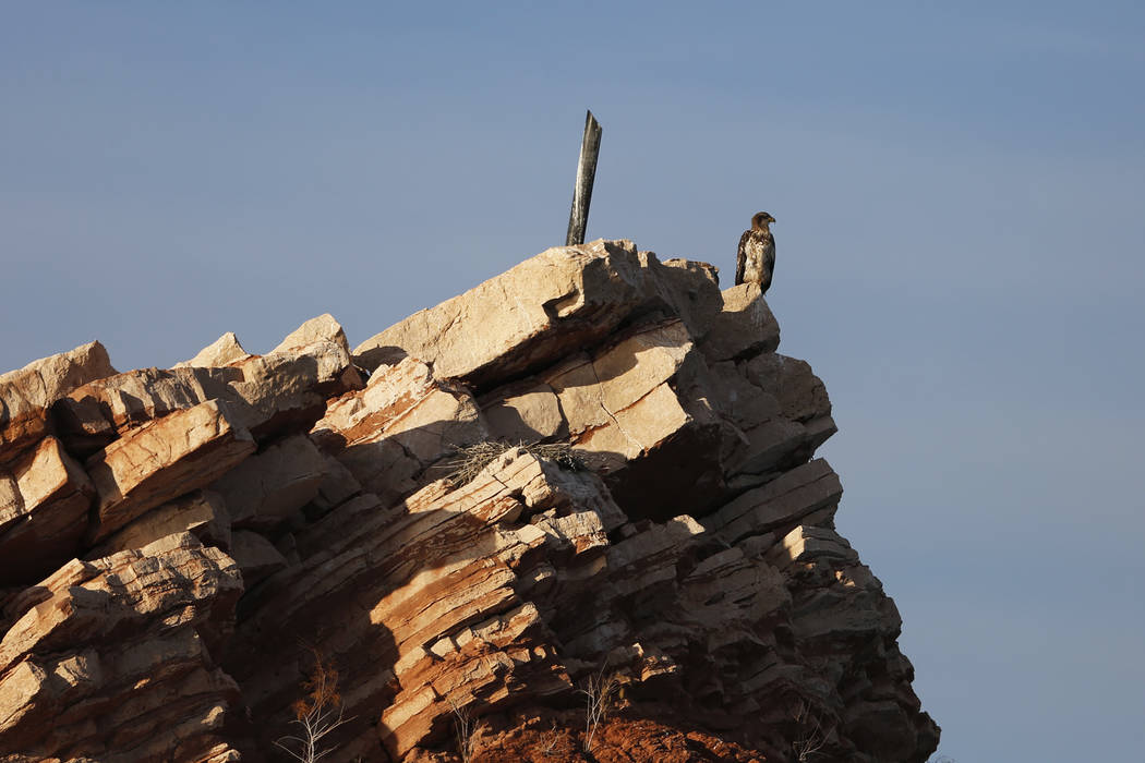 A bald eagle perches on a peak overlooking Lake Mead National Recreation Area, Wednesday, Jan. 17, 2018. Survey teams set out at dawn to survey the local bald eagle population as part of a nationa ...