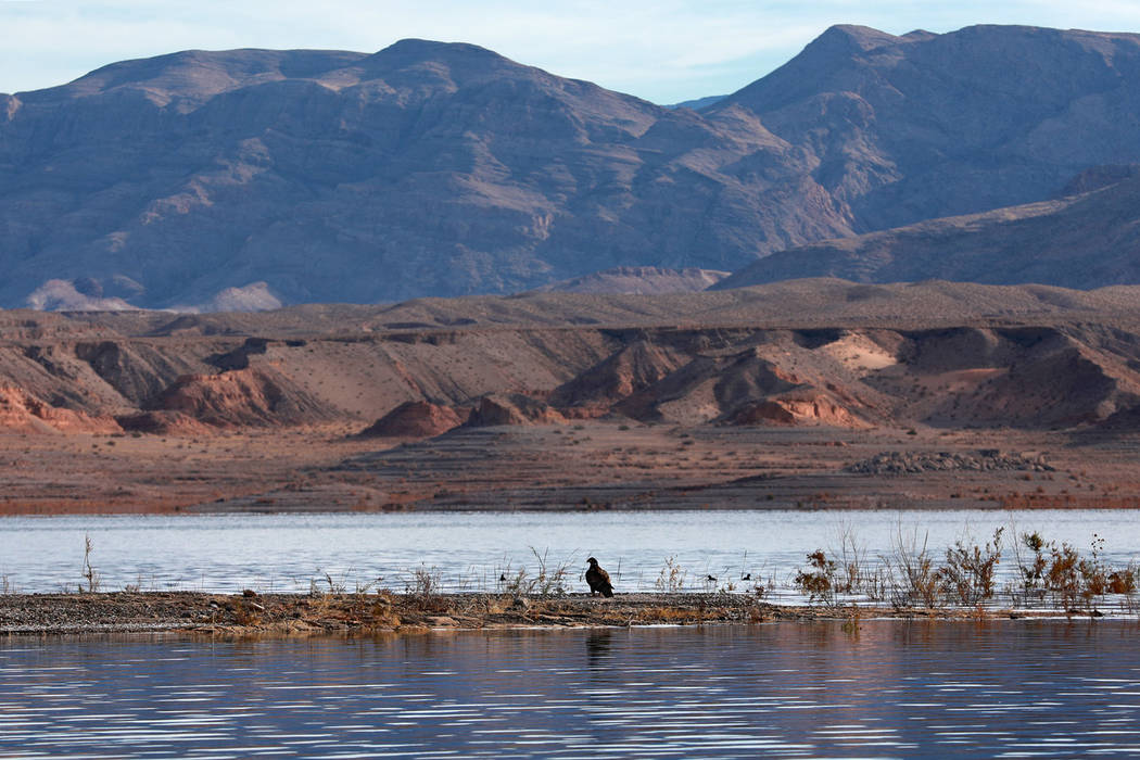 A bald eagle rests on a bank at Lake Mead National Recreation Area, Wednesday, Jan. 17, 2018. Survey teams set out at dawn to survey the local bald eagle population as part of a national effort to ...