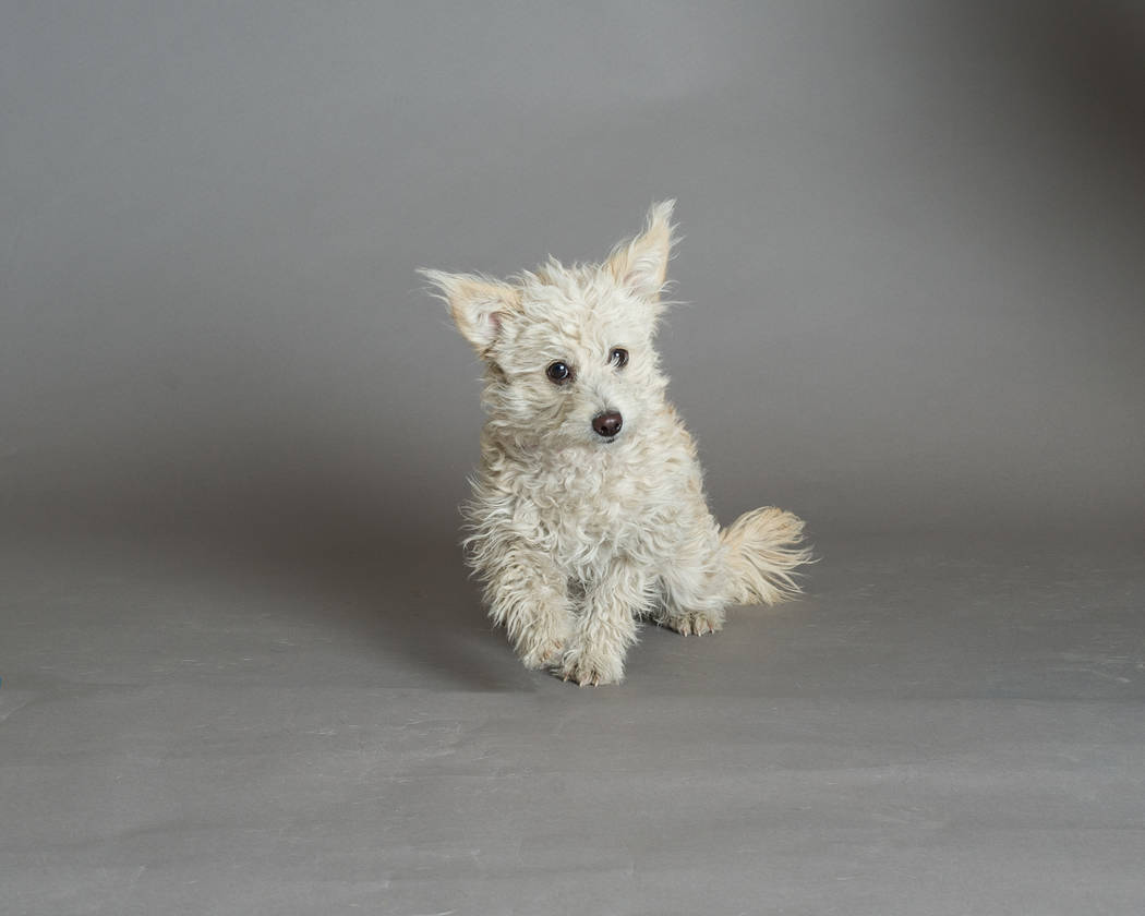 Elsa will compete in the Animal Foundation's Best in Show event. Bark Gallery