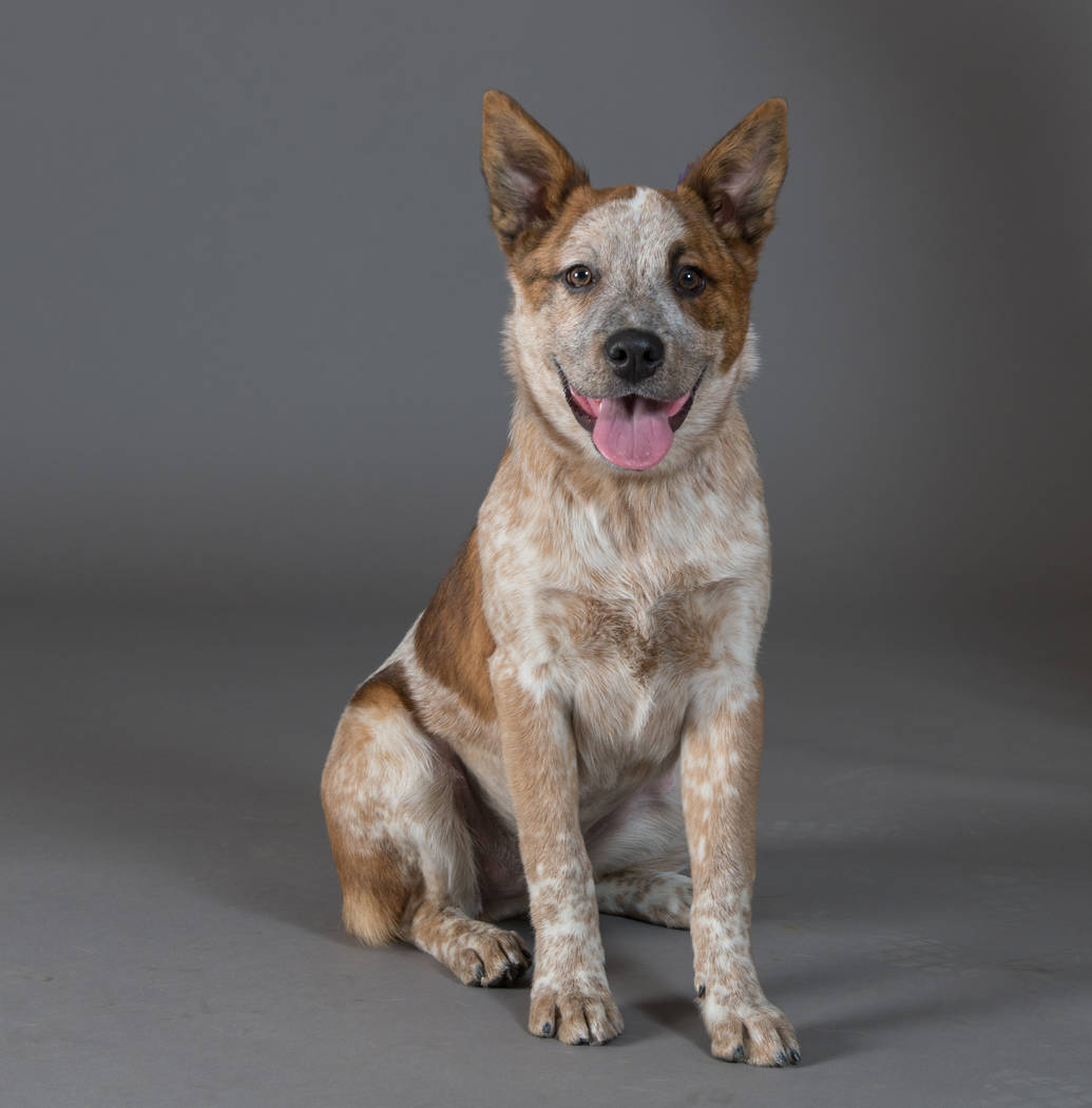 Jolene will compete in the Animal Foundation's Best in Show event. Bark Gallery