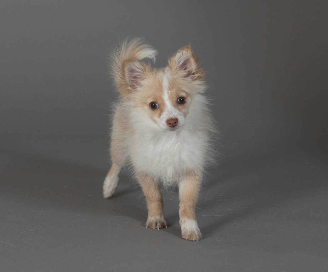 Mouse will compete in the Animal Foundation's Best in Show event. Bark Gallery