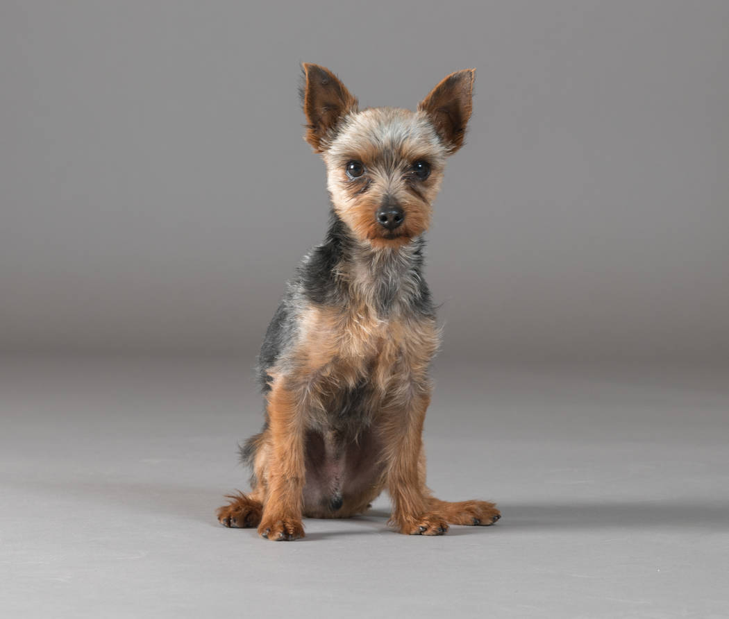 Waldo will compete in the Animal Foundation's Best in Show event. Bark Gallery