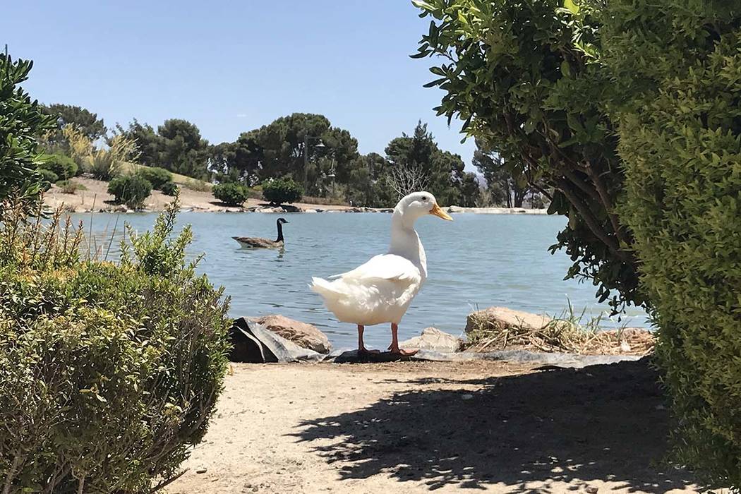 Geese are seen at Craig Ranch Regional Park on Monday, May 14, 2018. Jeff Mosier Las Vegas Review-Journal.