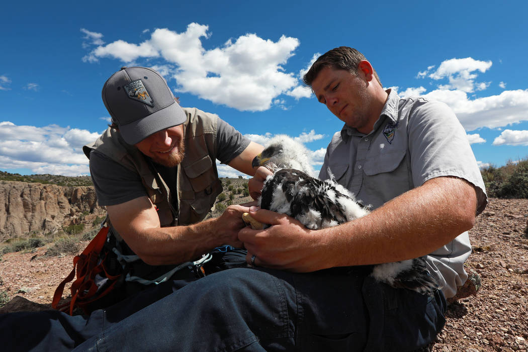 Joe Barnes, a biologist with the Nevada Department of Wildlife, bands a golden eagle nestling w ...