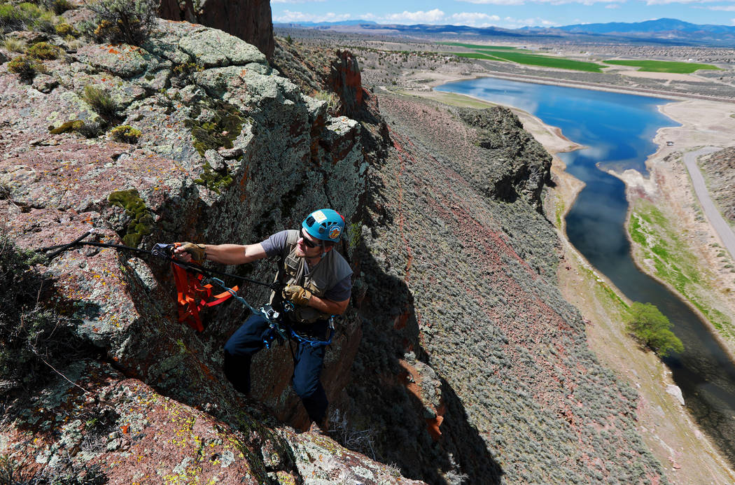 Joe Barnes, a biologist with the Nevada Department of Wildlife, climbs toward the nesting site ...