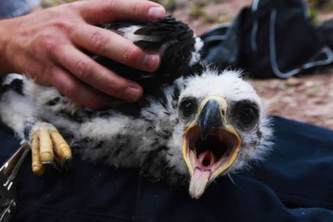 A golden eagle nestling is held by Brady Whipple, a wildlife management area technician, near t ...