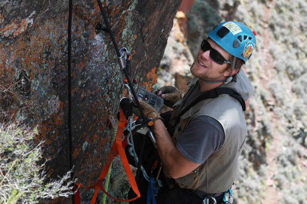 Joe Barnes, a biologist with the Nevada Department of Wildlife, installs a nest camera to track ...