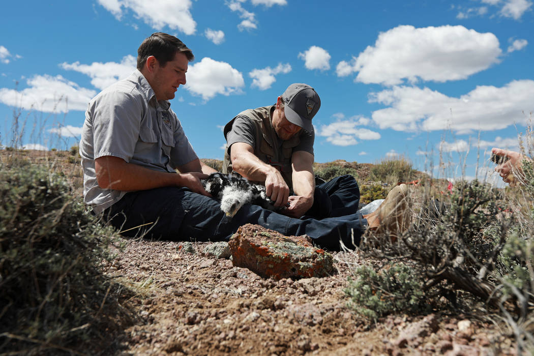 Joe Barnes, a biologist with the Nevada Department of Wildlife, measures the wing chord of a go ...