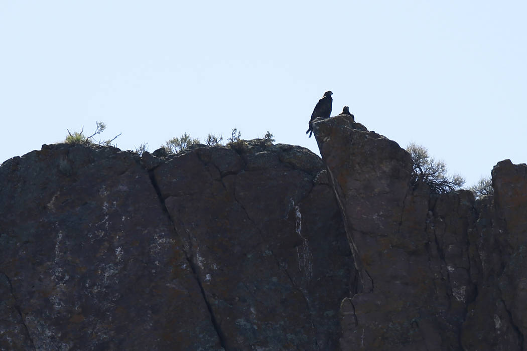 A pair of golden eagles peer over a cliff near a nesting site outside of Pioche, Nev. on Thursd ...