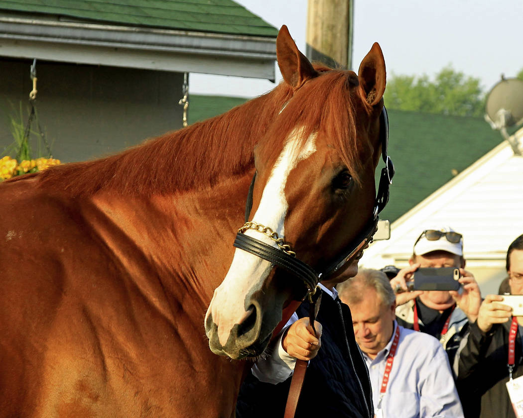 Kentucky Derby winner Justify checks out the crowd outside Barn 33 at Churchill Downs in Louisville, Ky., Sunday, May 6, 2017. (AP Photo/Garry Jones)