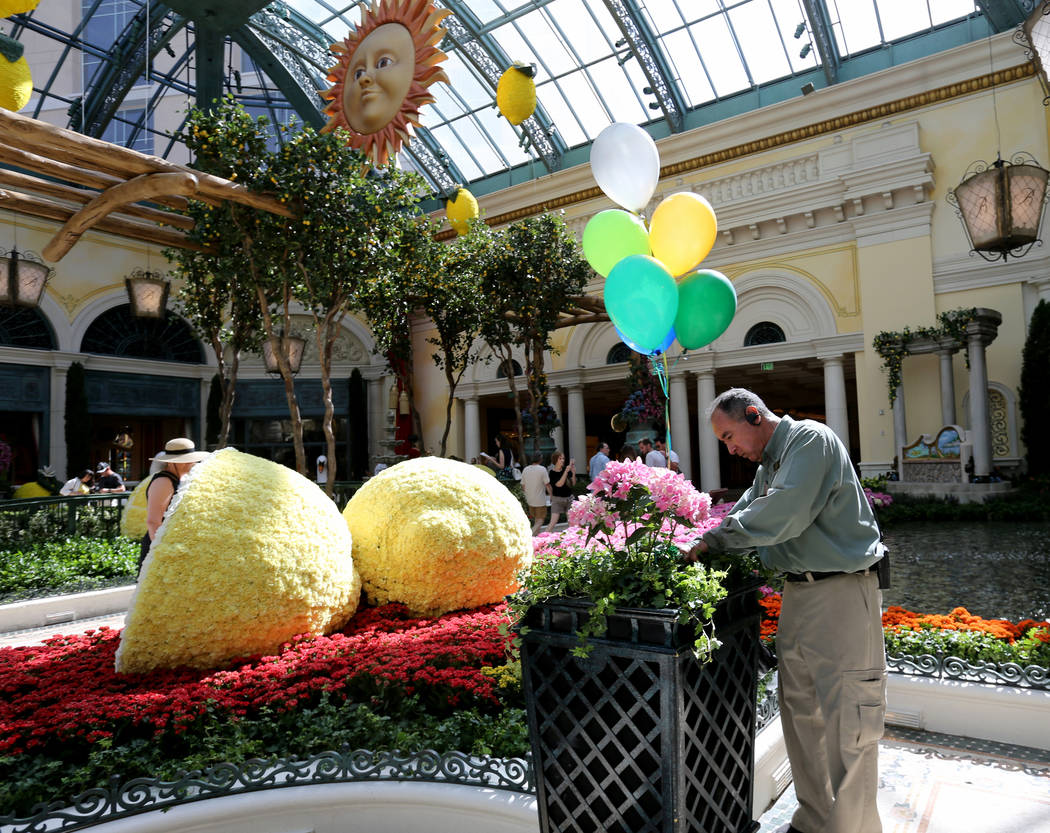 Gardner Dwayne "Mr. D." Whitworth attaches balloons to flowers at ÒThatÕs AmorŽ,Ó the Bellagio Conservatory's summer display Monday, June 18, 2018. The display, bas ...