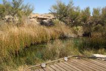 The King’s Pool can be found in the Point of Rocks area at Ash Meadows. Desert bighorn s ...