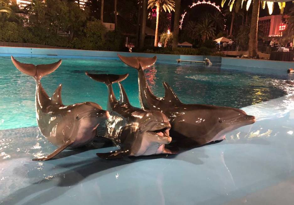 Performing dolphins are shown at Siegfried & Roy's Secret Garden on Wednesday, Oct. 4 2018. (Jo ...