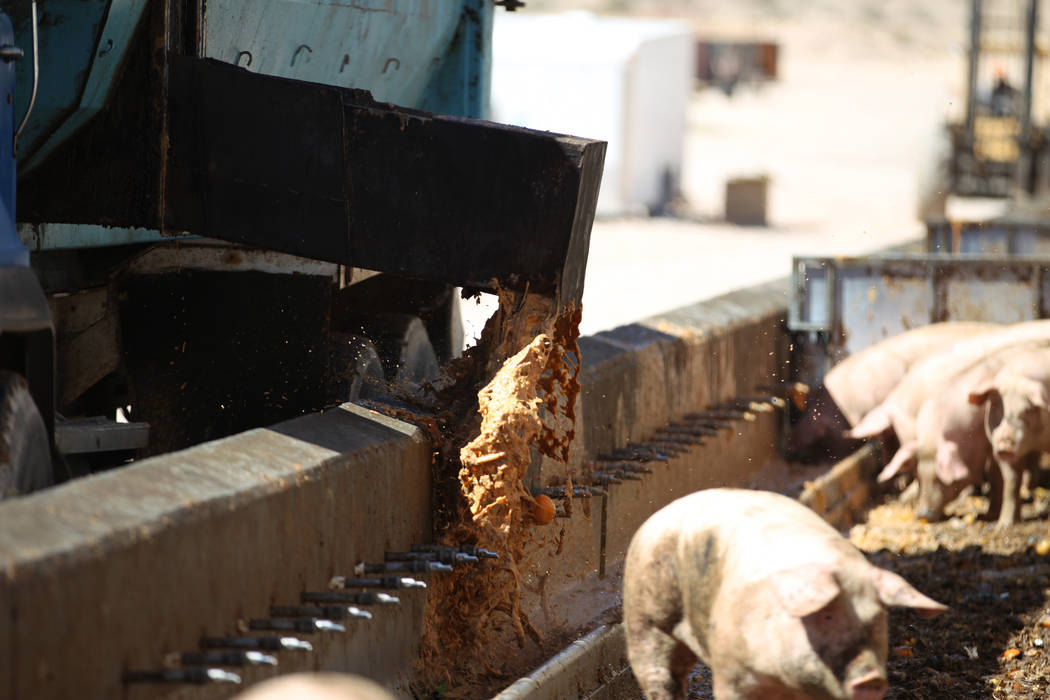 A truck delivers food to pigs at the Las Vegas Livestock near Apex in Las Vegas, Thursday, Sept ...