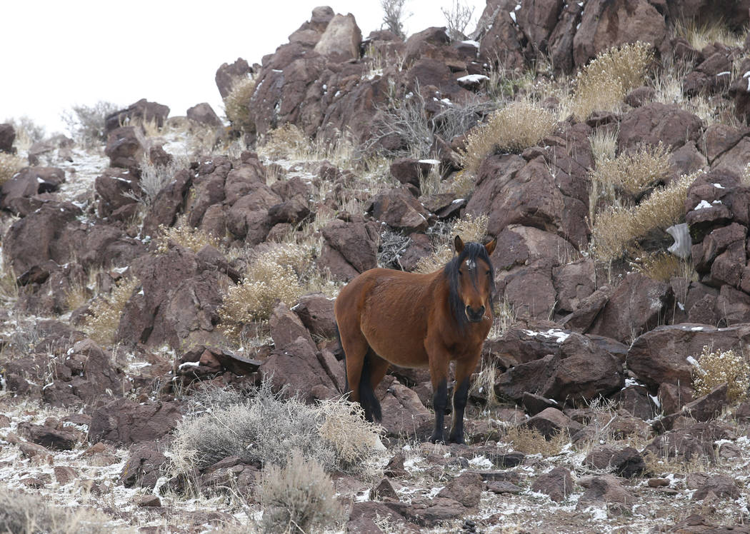 A wild horse moves through the hills surrounding the Tesla Gigafactory, east of Reno, Nev., on Tuesday, Dec. 4, 2018. Cathleen Allison Special to Las Vegas Review-Journal