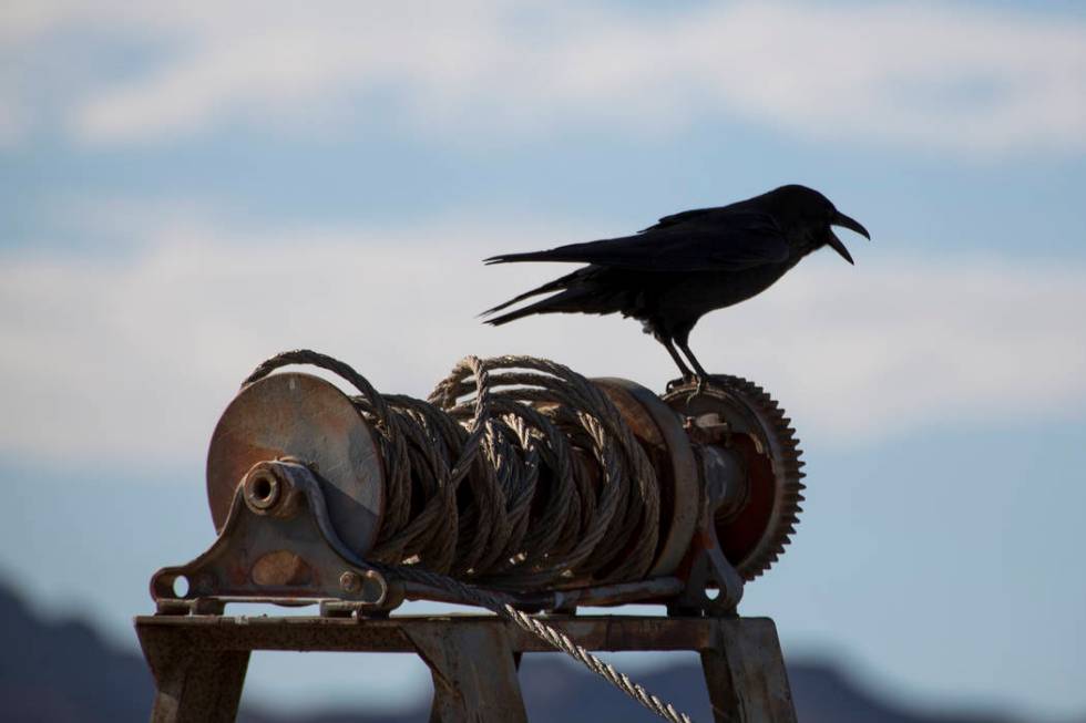 A bird perches on the remnants of some boating equipment near Lake Mead Marina at Lake Mead National Recreation Area on Sunday, Oct. 14, 2018. Richard Brian Las Vegas Review-Journal @vegasphotograph