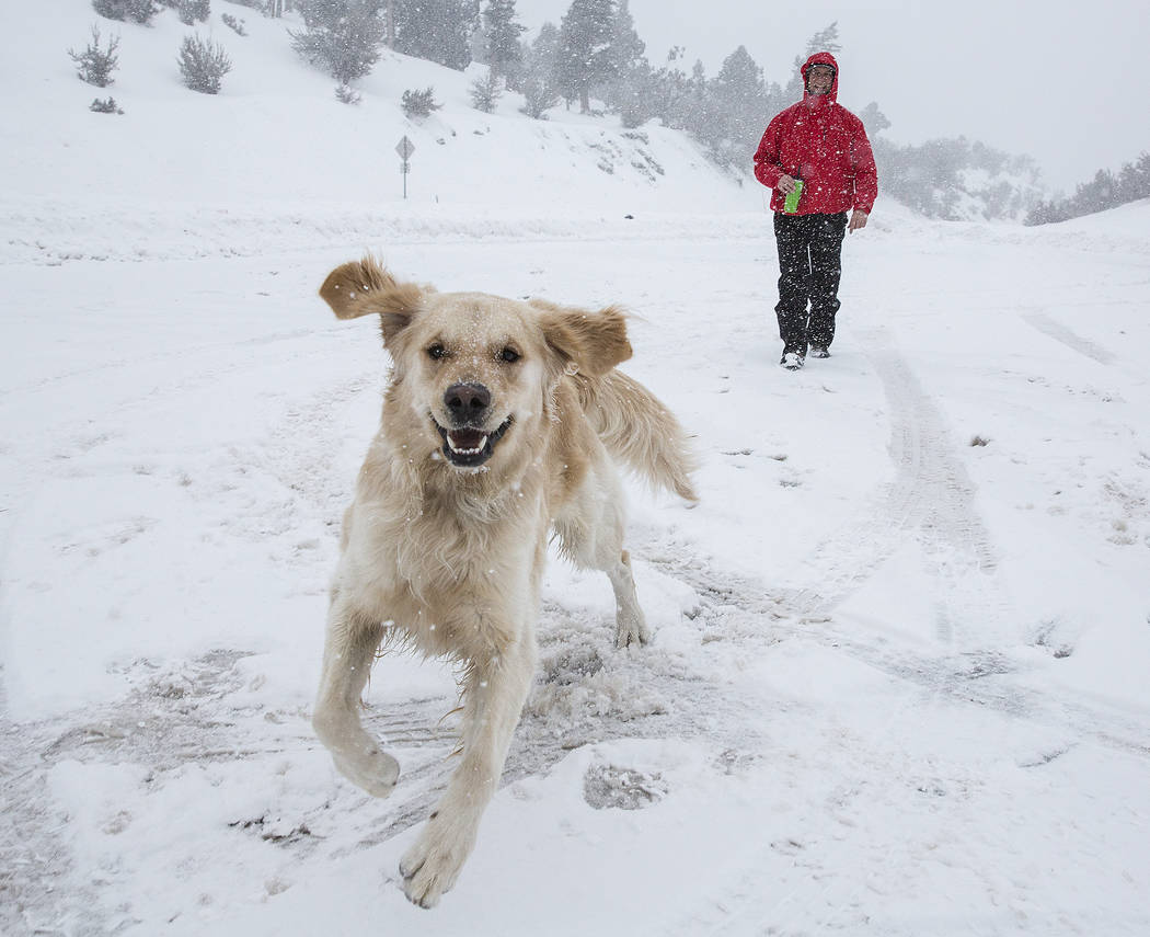 Paul Whitmoyer, right, and golden retriever Kona hike in the snow at Mount Charleston on Wednesday, Feb. 20, 2019, outside Las Vegas. (Benjamin Hager Review-Journal) @BenjaminHphoto