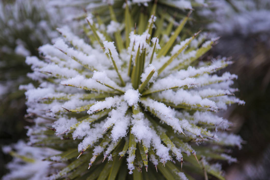 Snow falls onto a cactus around the overlook at the Red Rock Canyon National Conservation Area outside of Las Vegas on Wednesday, Feb. 20, 2019. (Chase Stevens/Las Vegas Review-Journal) @csstevens ...