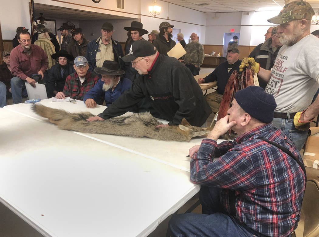 In this Feb. 2, 2019 photo, potential buyers examine a coyote pelt on a table at a trappers' auction is inspected by potential buyers in Herkimer, N.Y. Coyote fur is sold at big auction houses in ...