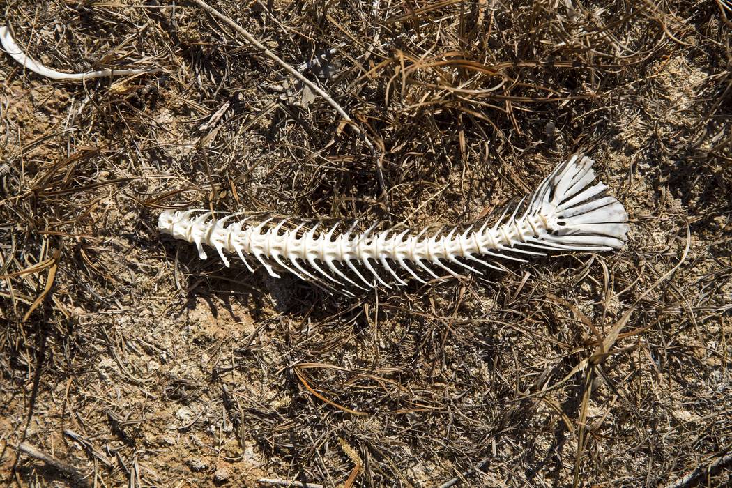 The remains of a fish are seen near Callville Bay Resort & Marina at Lake Mead National Recreation Area on Thursday, Oct. 18, 2018. Richard Brian Las Vegas Review-Journal @vegasphotograph