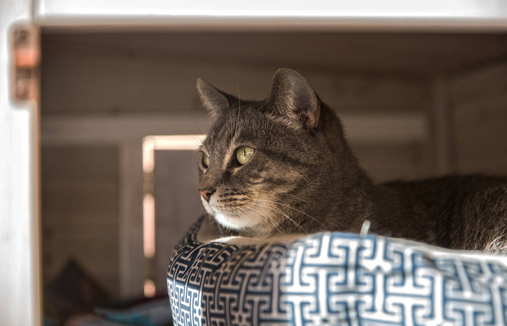 Koukla, a gray tabby adopted by St. John the Baptist Greek Orthodox Church through the Animal Foundation's "Working Cat" program, on Monday, Feb. 18, 2019, in Las Vegas. (Benjamin Hager Review-Jou ...