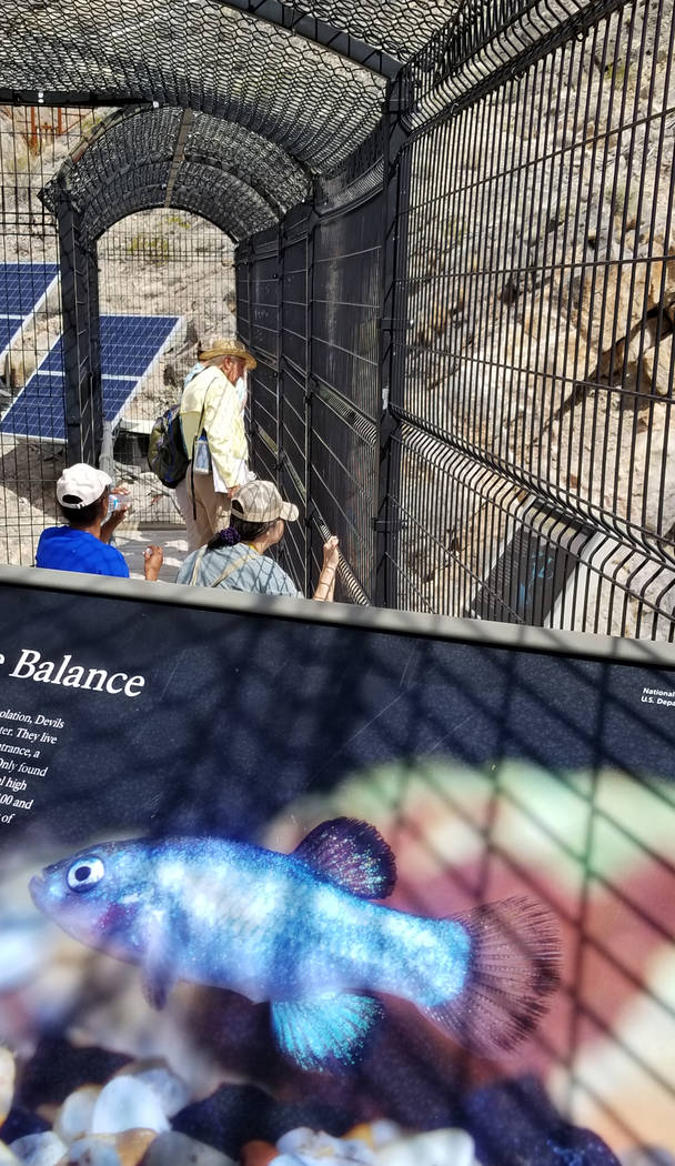 Nevada Naturalists in May 2018 looking through fencing down into Devils Hole, where one of the rarest fish species makes its home. (Natalie Burt)