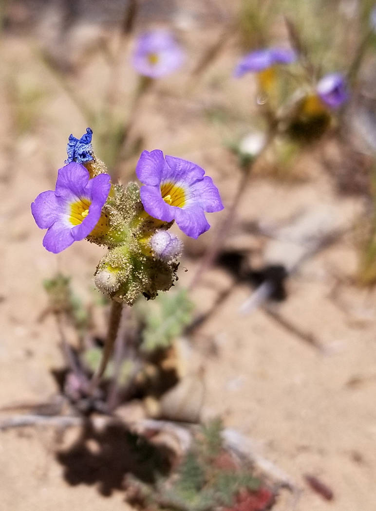 Flowers along First Creek Trail in April 2018 at Red Rock NCA (purple is Phacelia and white is Dune Primrose) (Natalie Burt)