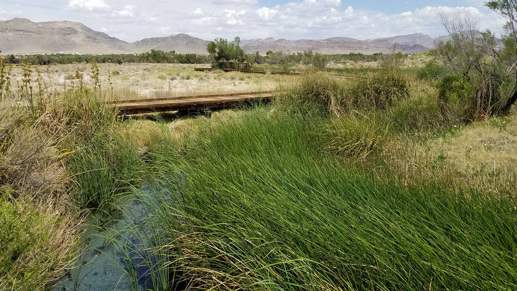 Ash Meadows National Wildlife Refuge is a rare oasis of spring-fed desert wetlands about 100 miles away from Las Vegas on the way to Death Valley National Park. There are more than 25 endemic spec ...