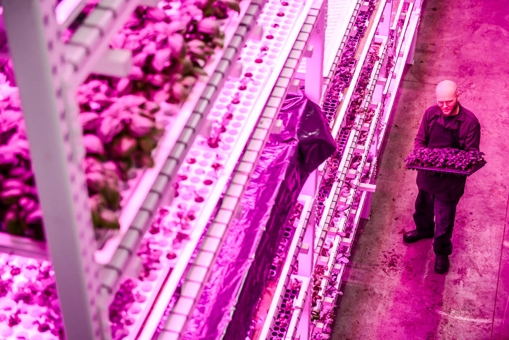 Green Sense Farms chief systems engineer Lane Patterson inspects mechanical grow systems and plant quality inside a Green Sense grow room with vertical towers in Portage, Indiana. The Henderson Ci ...
