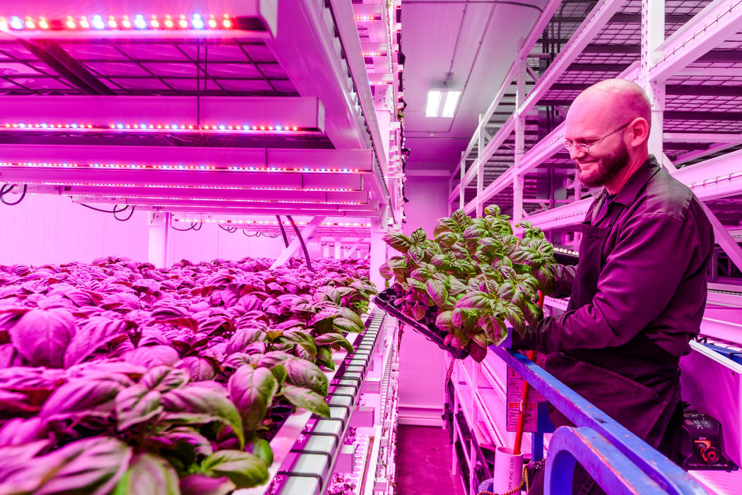 Green Sense Farms chief systems engineer Lane Patterson inspects a flat of basil inside a Green Sense grow room with vertical towers in Portage, Indiana. The Henderson City Council passed a resolu ...