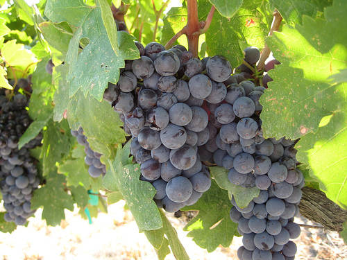 Wine grapes such as zinfandel can be grown in Southern Nevada. (Bob Morris)