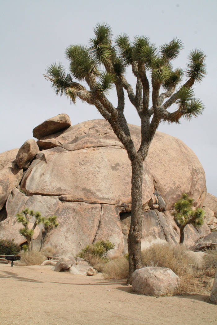 Joshua Tree National Park boasts close to 200 miles of hiking trails, including the Cap Rock Trail, an easy 0.4 mile loop. (Deborah Wall/Las Vegas Review-Journal)
