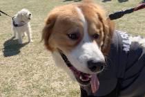 Las Vegas resident Melissa Sweat’s dog Nash-Vegas, a Bernese mountain dog and Great Pyrenees mix poses for the camera at the 16th Annual Bark in the Park event at Cornerstone Park in Henderson, ...