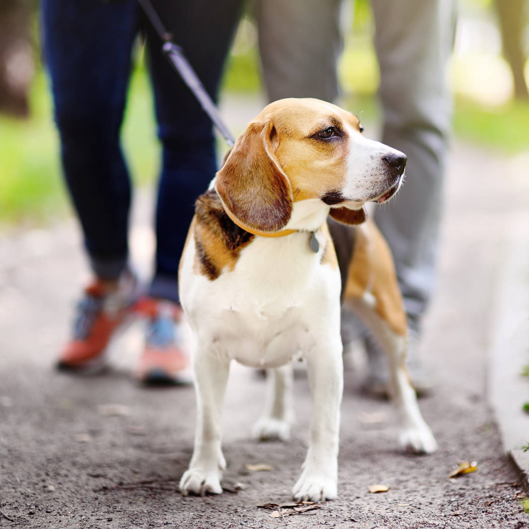 Young couplen walking with Beagle dog in the summer park. Obedient pet with his owner