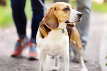 Young couplen walking with Beagle dog in the summer park. Obedient pet with his owner